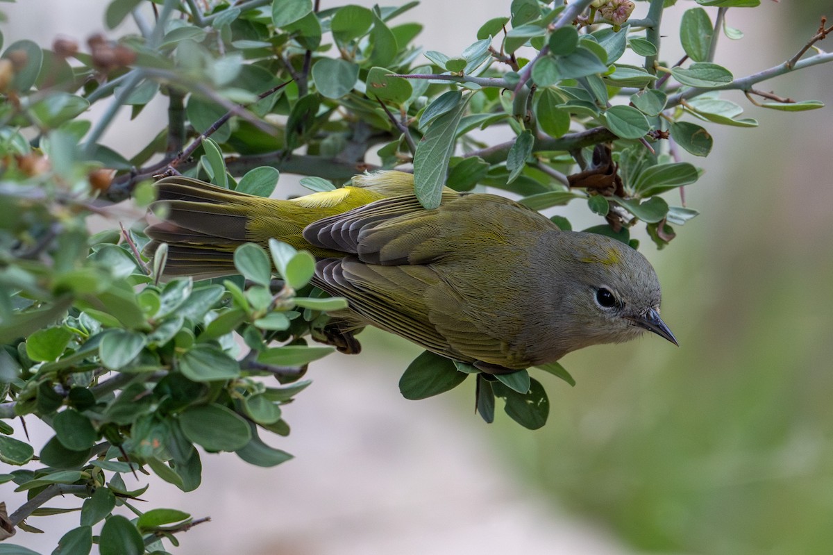 Orange-crowned Warbler - ML644267681