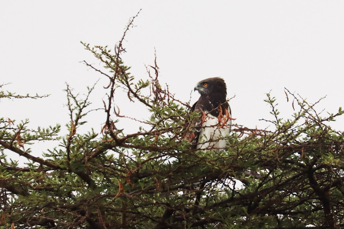 svartbrystslangeørn - ML644267690