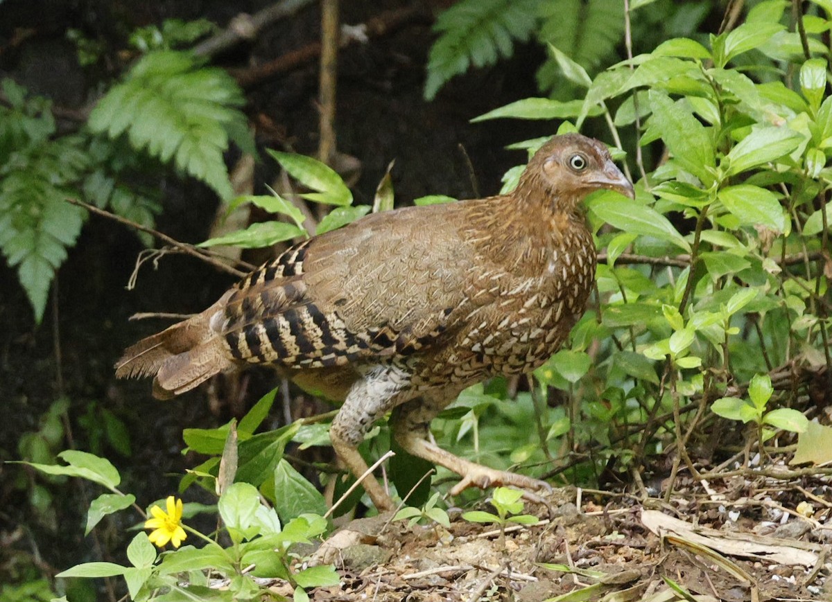 Sri Lanka Junglefowl - ML644267703