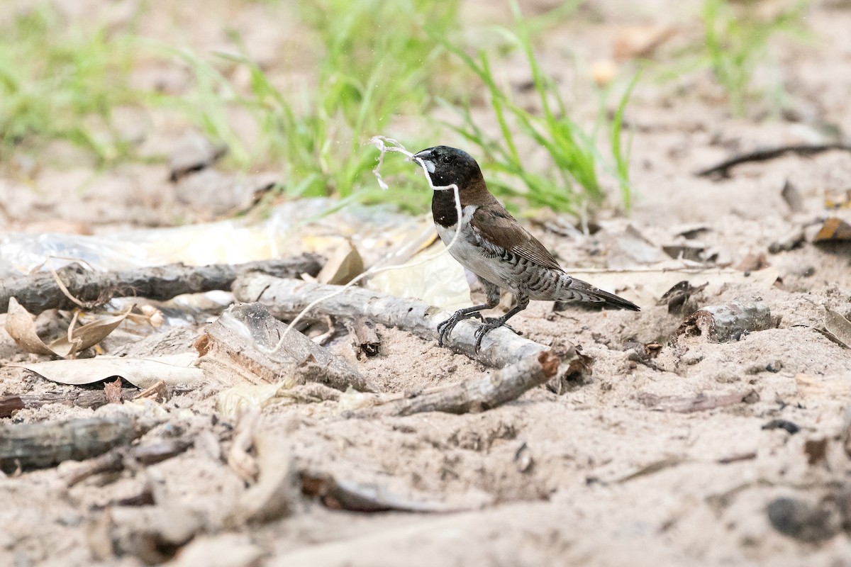 Bronze Mannikin - ML644267705