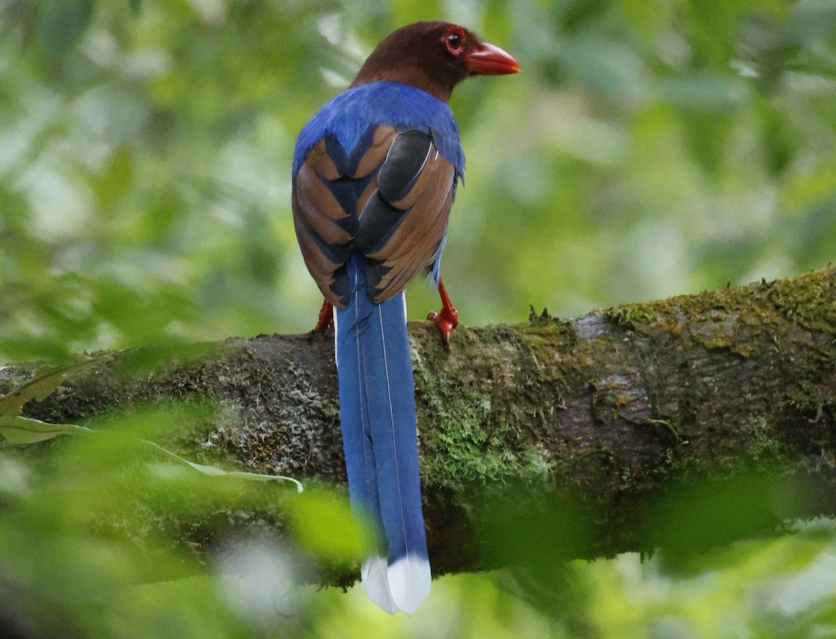 セイロンサンジャク - ML644267725