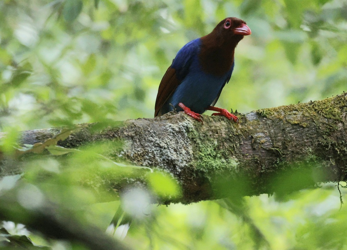 セイロンサンジャク - ML644267733