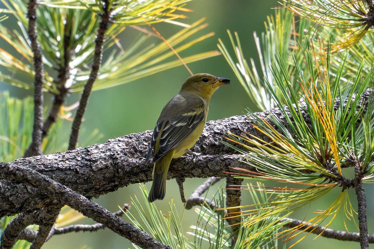 Western Tanager - ML644267741