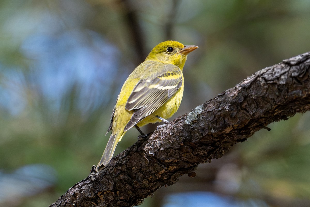 Western Tanager - ML644267742