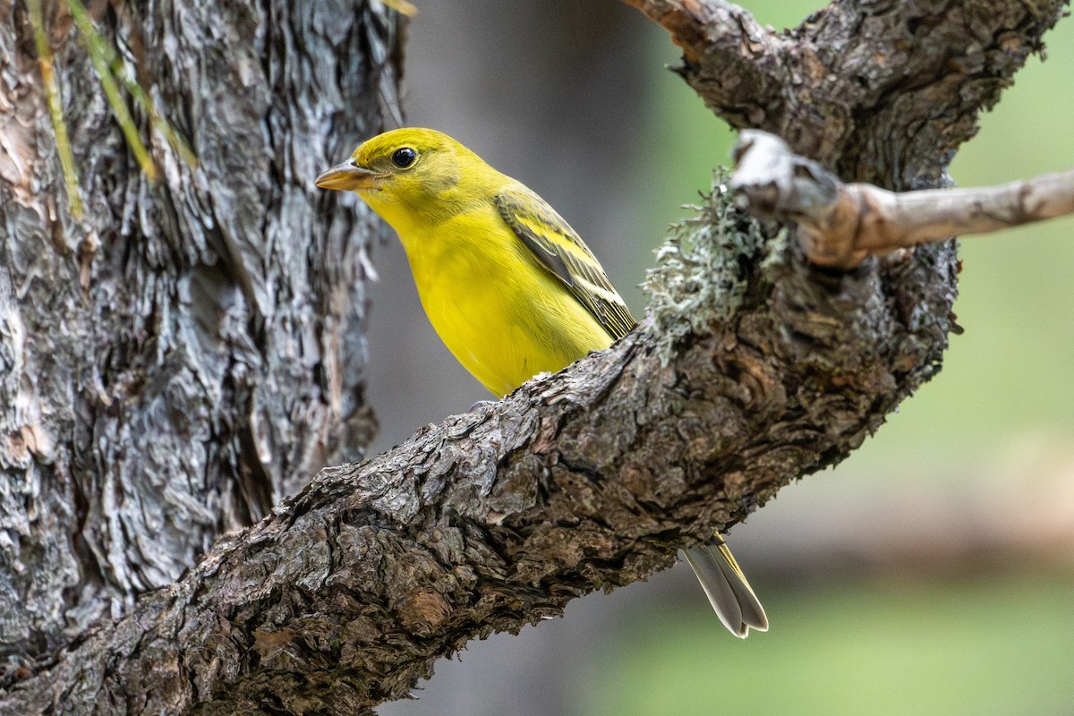 Western Tanager - ML644267743