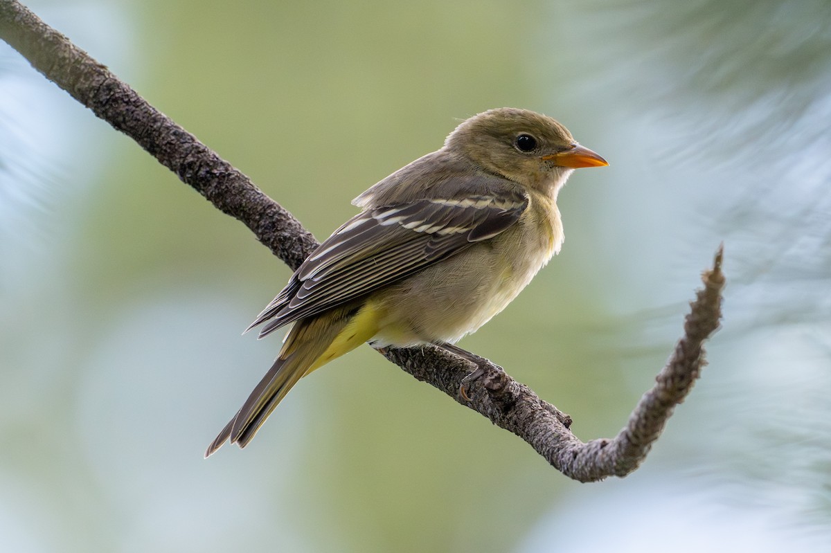 Western Tanager - ML644267744