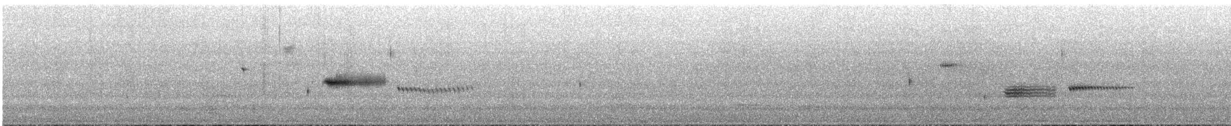 Wachtelammer - ML644267772