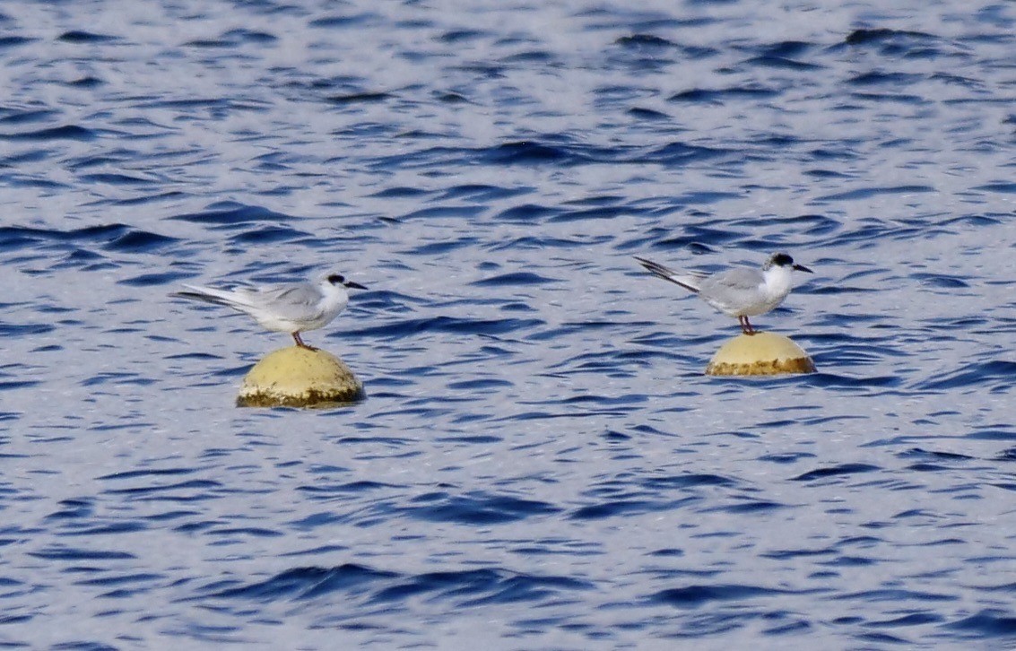 Крячок неоарктичний - ML644267773