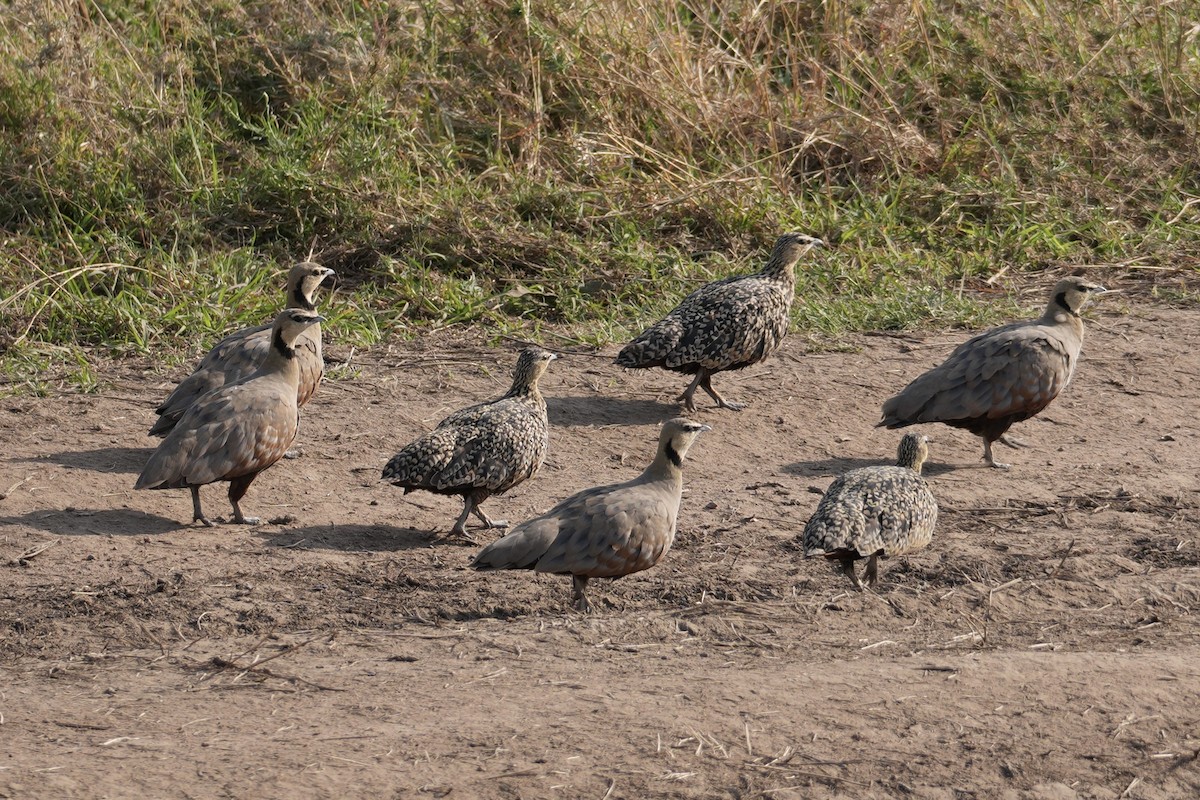 Yellow-throated Sandgrouse - ML644267776