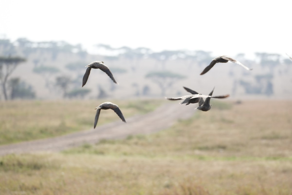 Yellow-throated Sandgrouse - ML644267777
