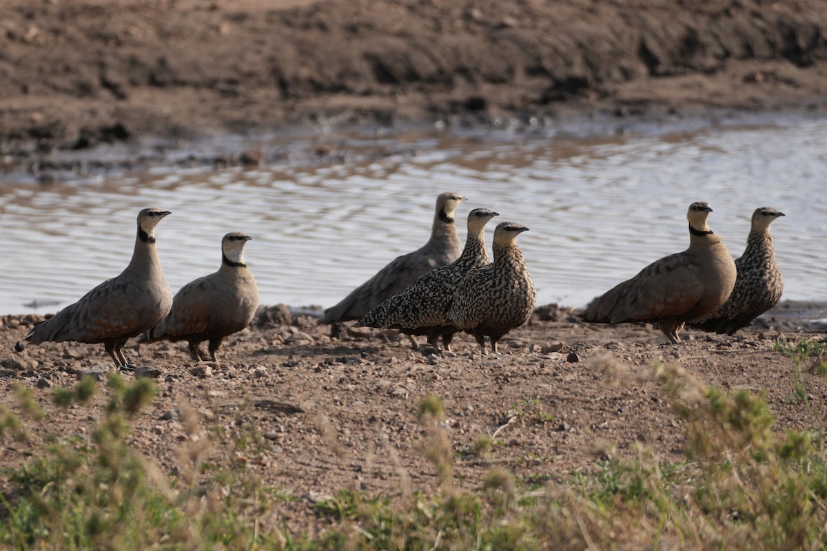 Yellow-throated Sandgrouse - ML644267778
