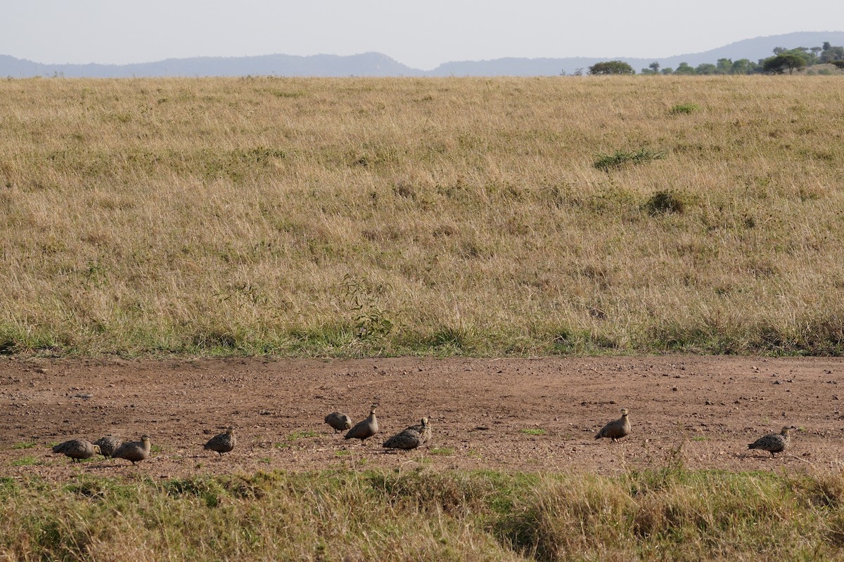 Yellow-throated Sandgrouse - ML644267780