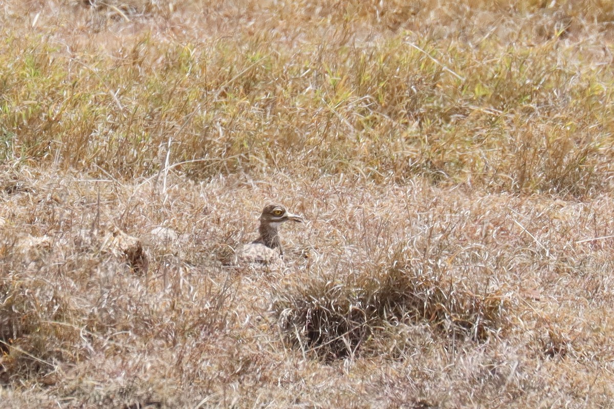 Spotted Thick-knee - ML644267794