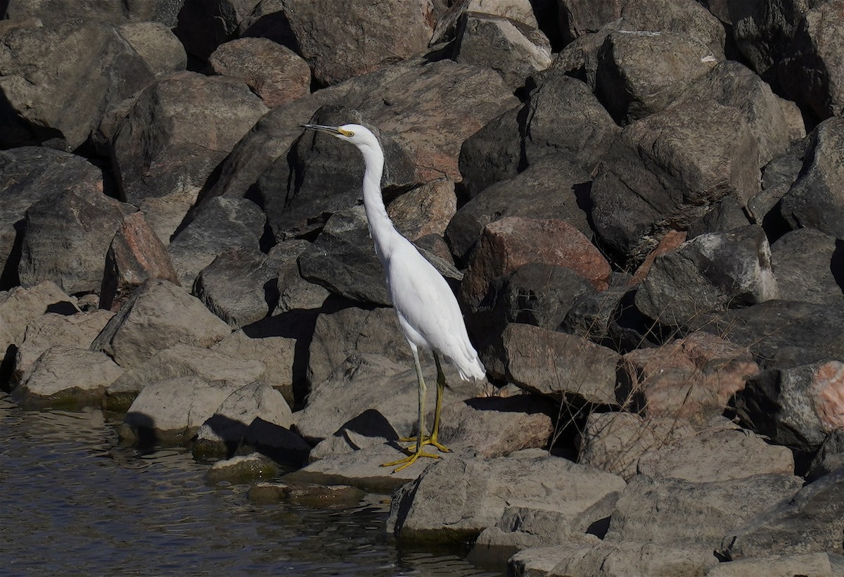 Snowy Egret - ML644267797