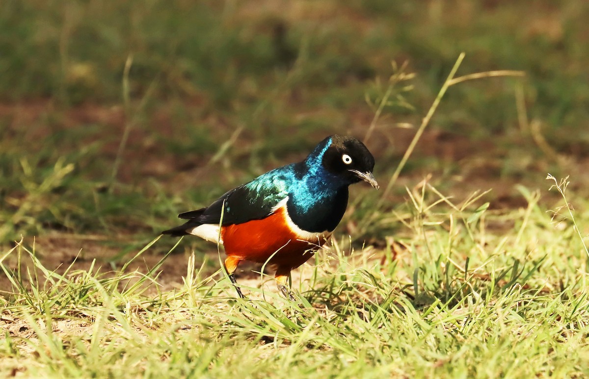 Superb Starling - ML644267799