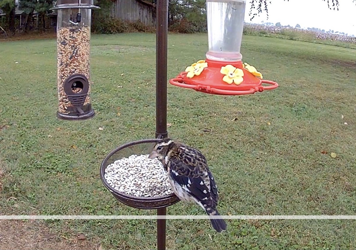 Rose-breasted Grosbeak - ML644267803