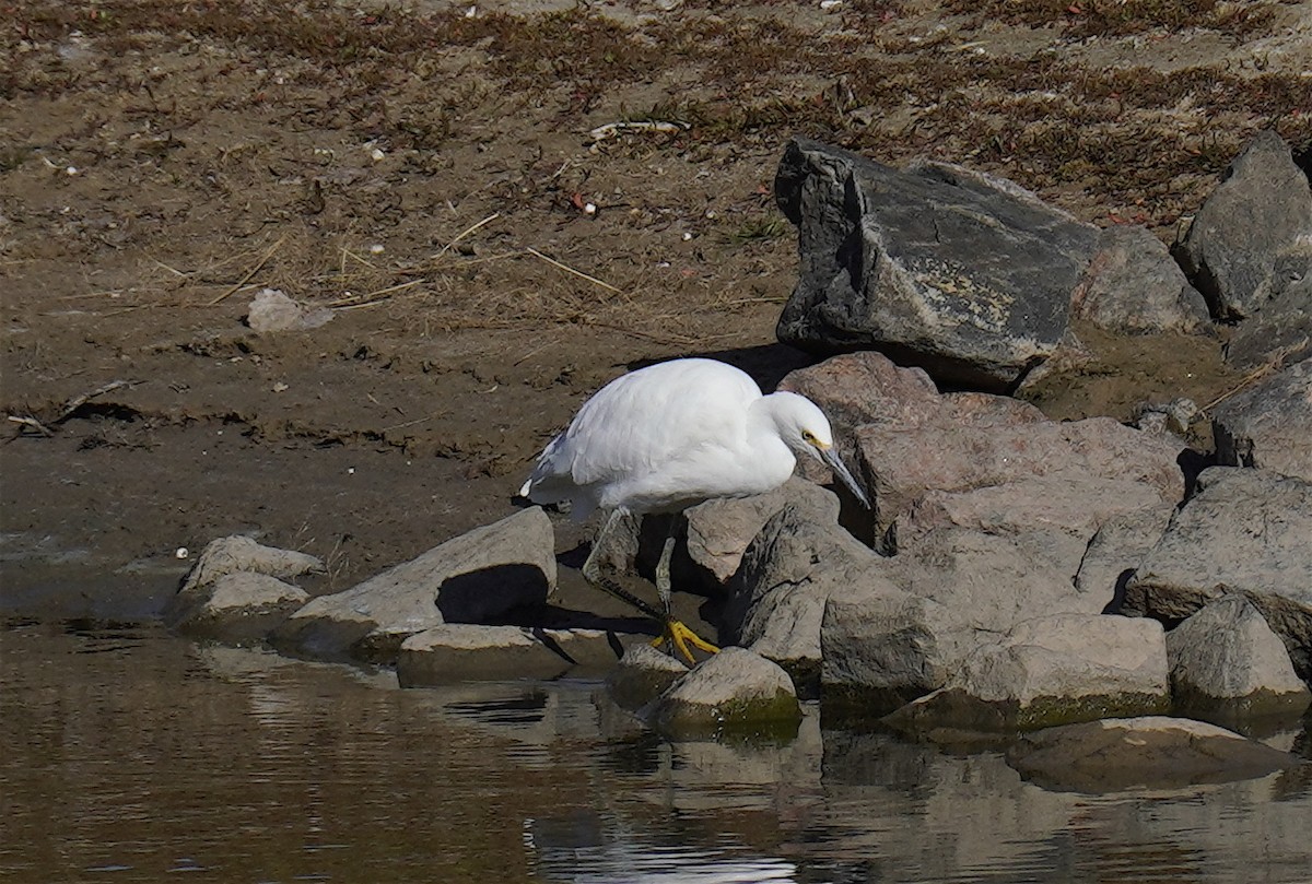 Snowy Egret - ML644267807