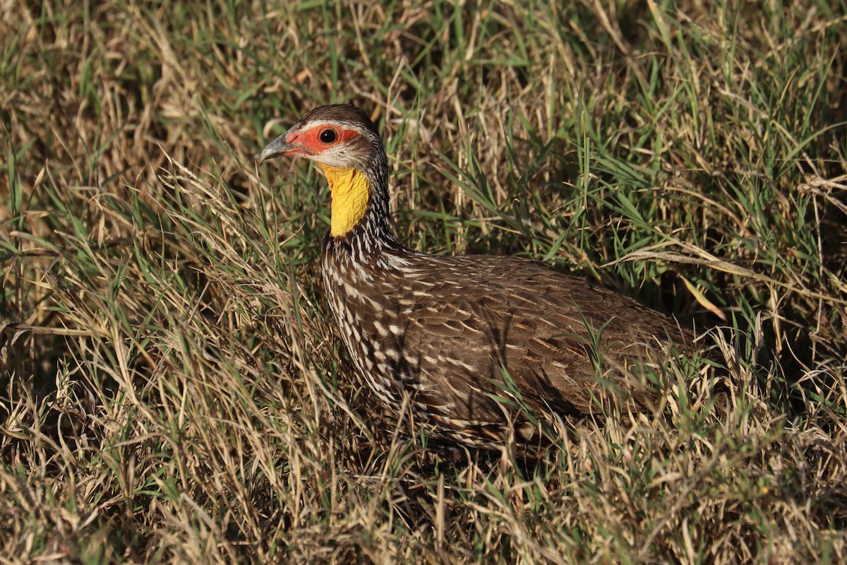 Yellow-necked Spurfowl - ML644267810