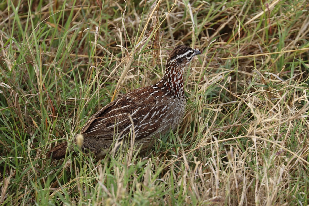 Crested Francolin - ML644267816
