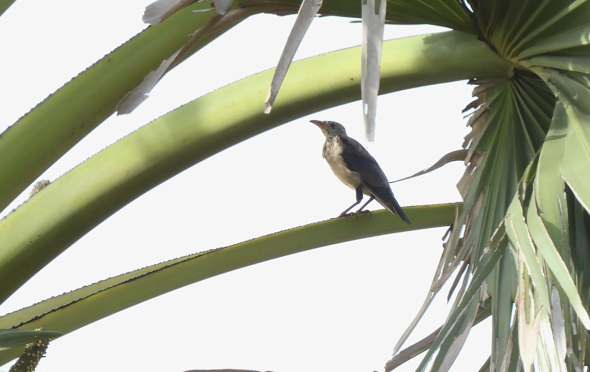 Ягаан тодол - ML644267836