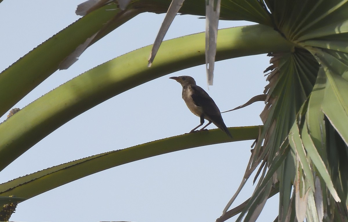 Ягаан тодол - ML644267837