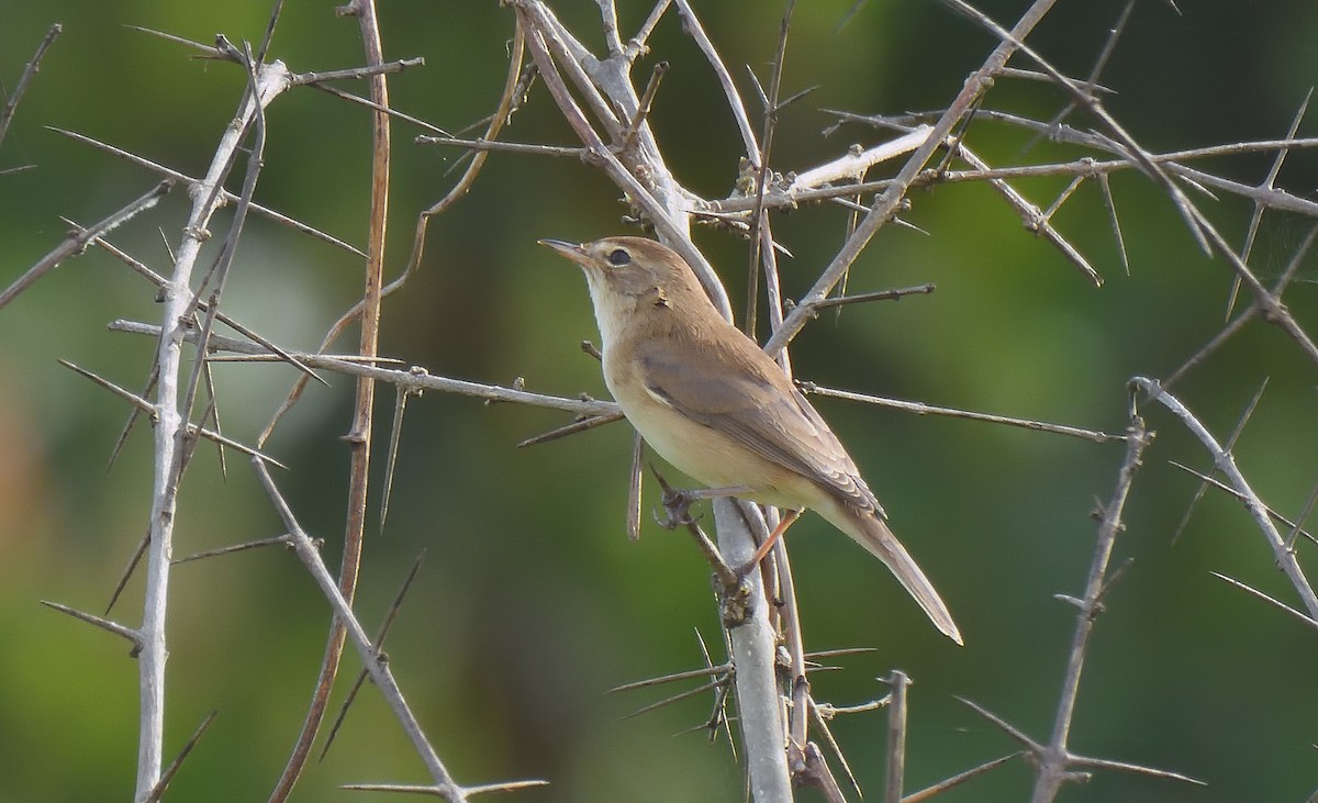 Booted Warbler - ML644267844