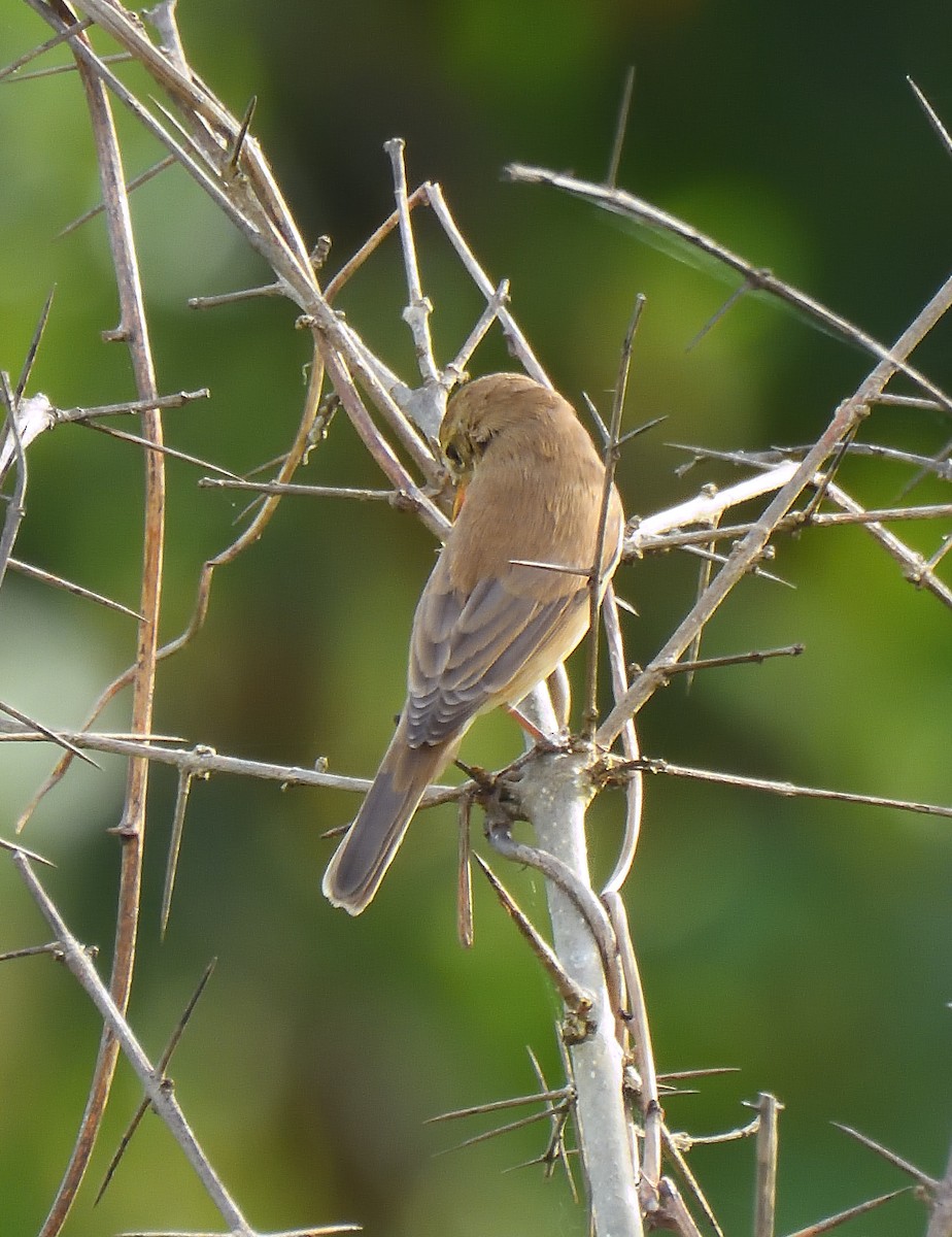 Booted Warbler - ML644267846