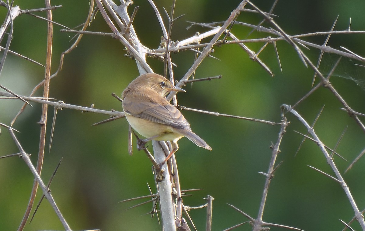 Booted Warbler - ML644267847