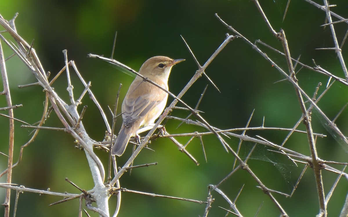 Booted Warbler - ML644267848