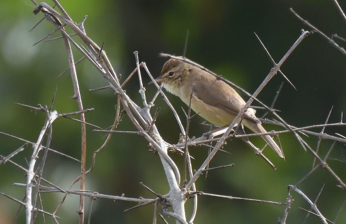 Booted Warbler - ML644267849