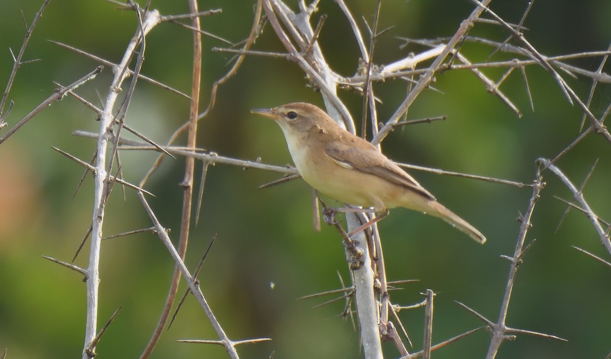 Booted Warbler - ML644267850