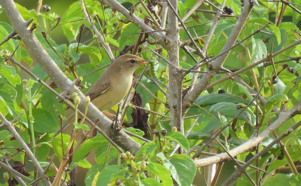 Booted Warbler - ML644267851