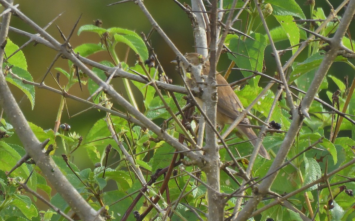Booted Warbler - ML644267852