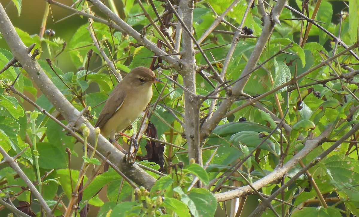 Booted Warbler - ML644267853