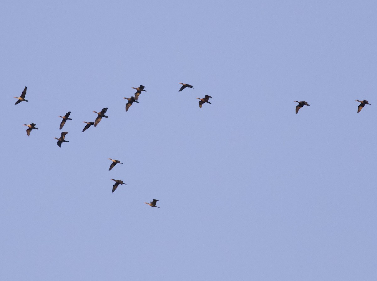 Cormorán Orejudo - ML644267855