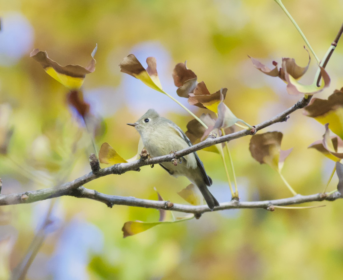 Ruby-crowned Kinglet - ML644267859