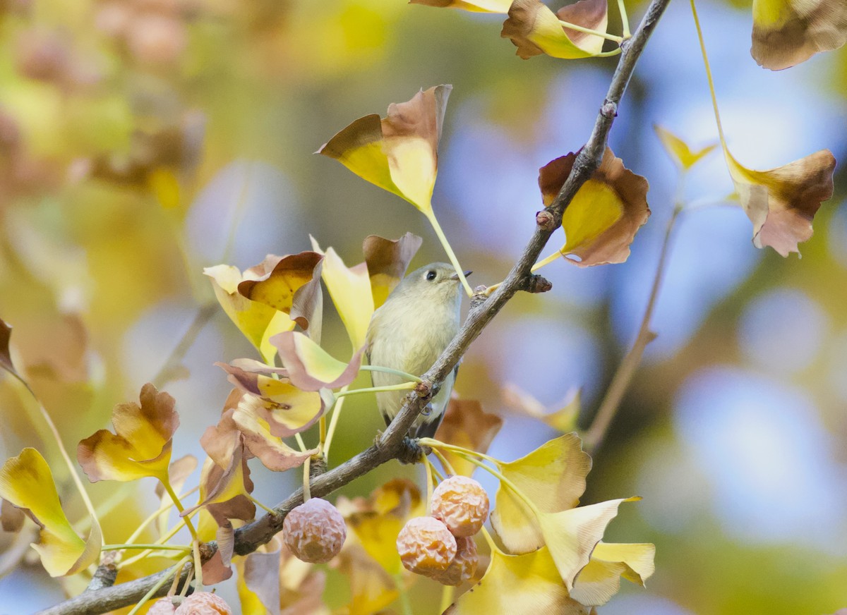 Ruby-crowned Kinglet - ML644267860