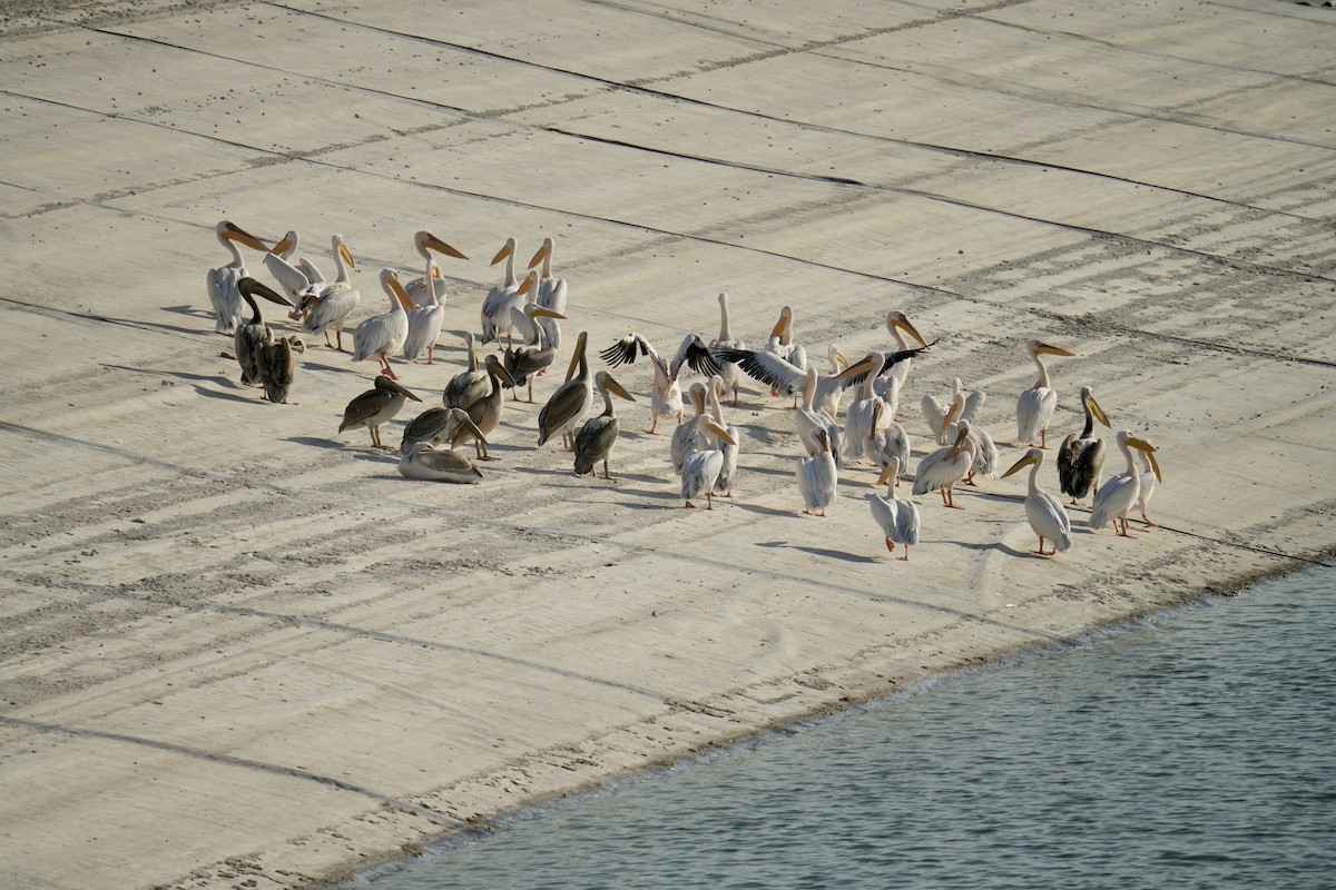 Great White Pelican - ML644267861
