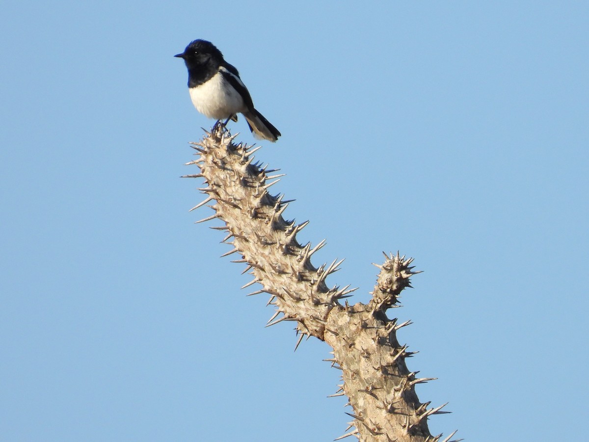 Madagascar Magpie-Robin - ML644267863
