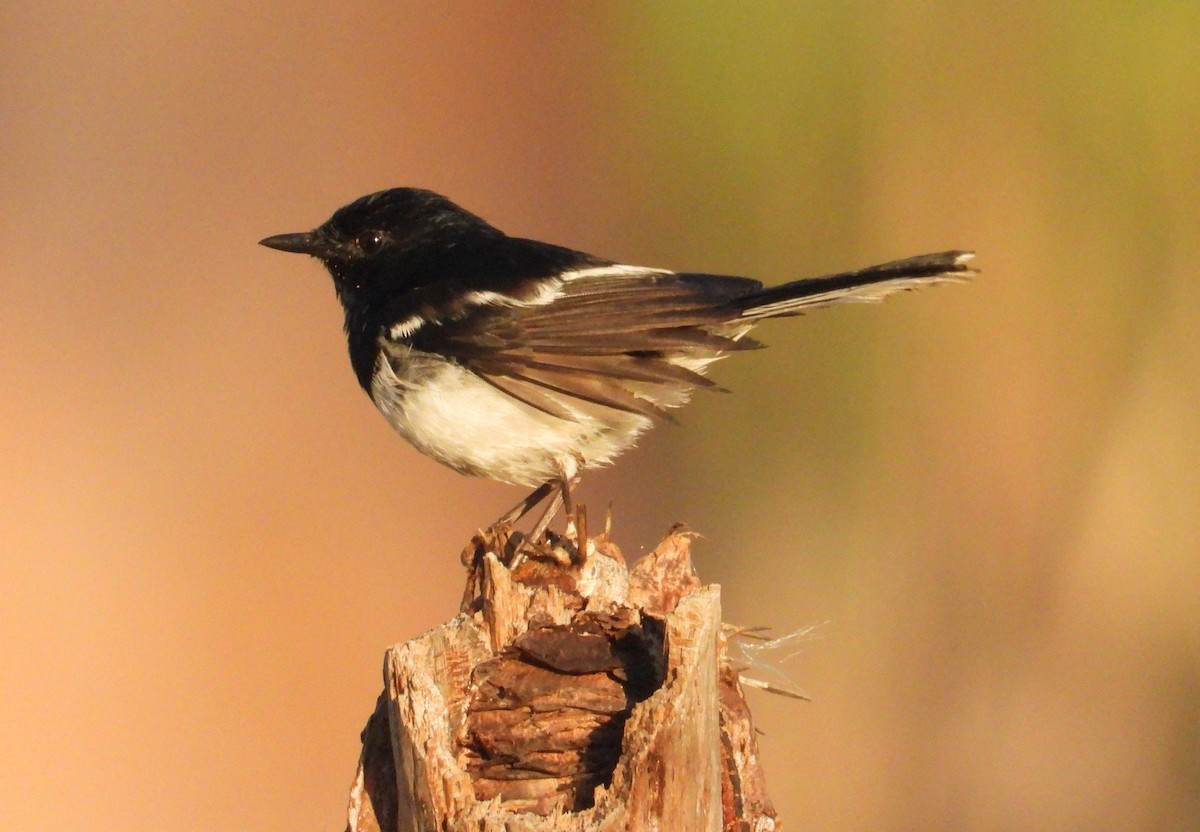 Madagascar Magpie-Robin - ML644267864