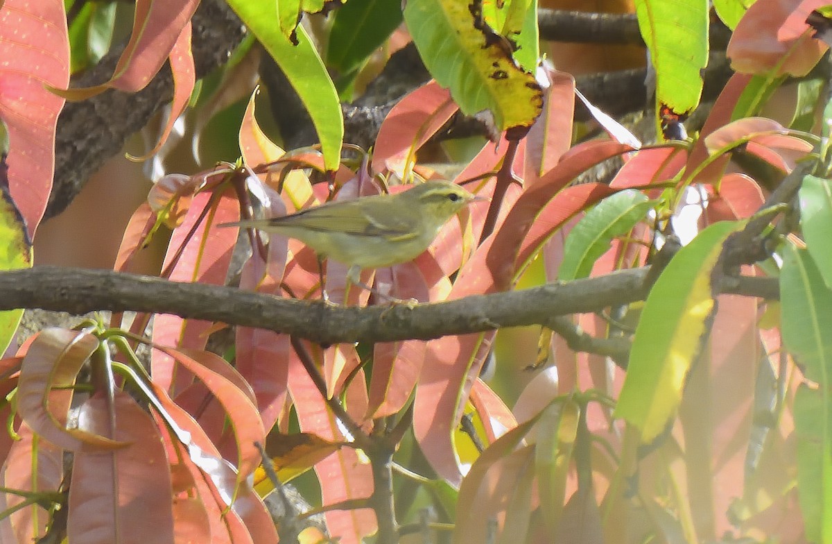 Вівчарик жовточеревий - ML644267865
