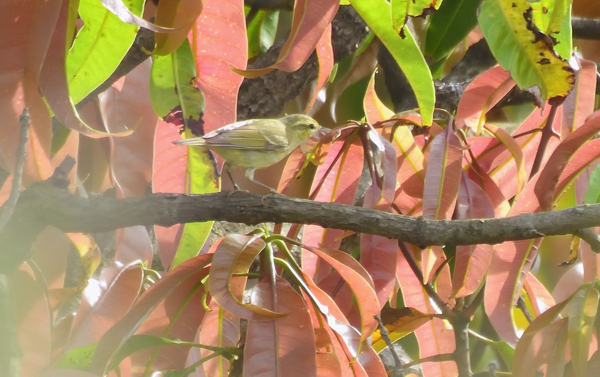 Вівчарик жовточеревий - ML644267866