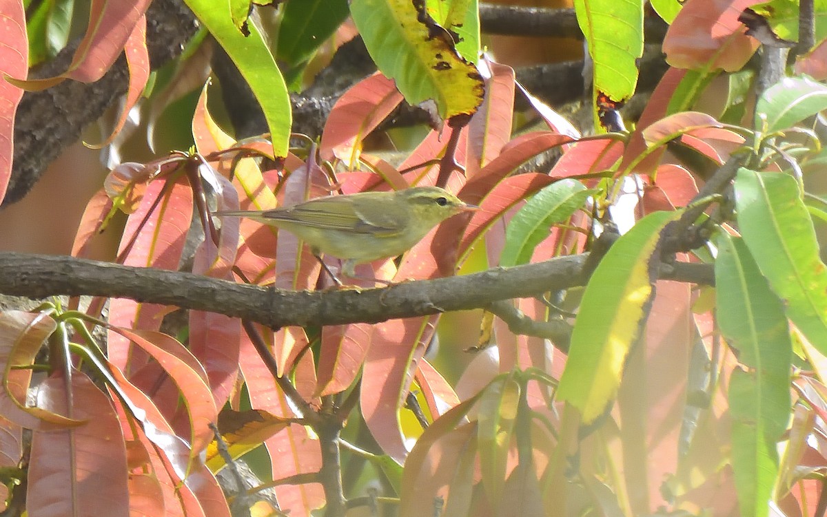 Вівчарик жовточеревий - ML644267867