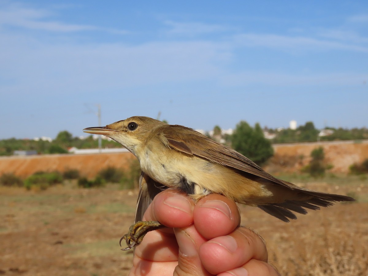 Rousserolle effarvatte - ML644267873