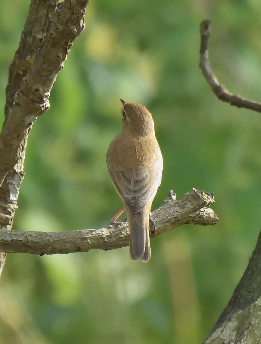 Booted Warbler - ML644267874