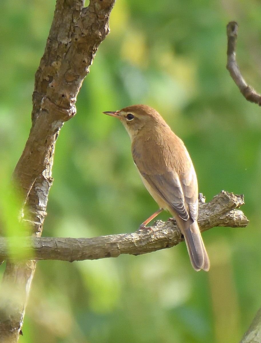 Booted Warbler - ML644267875