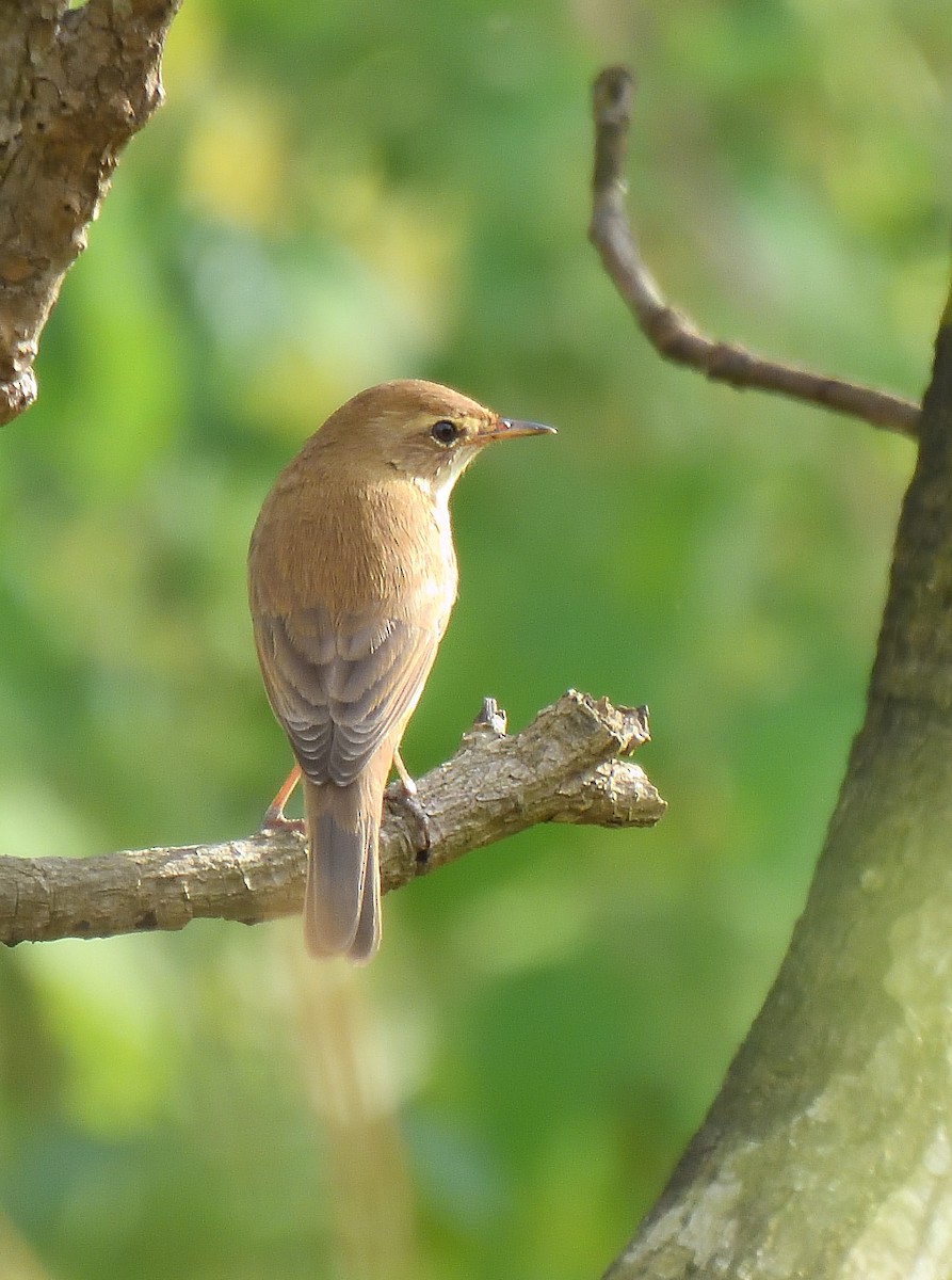Booted Warbler - ML644267876