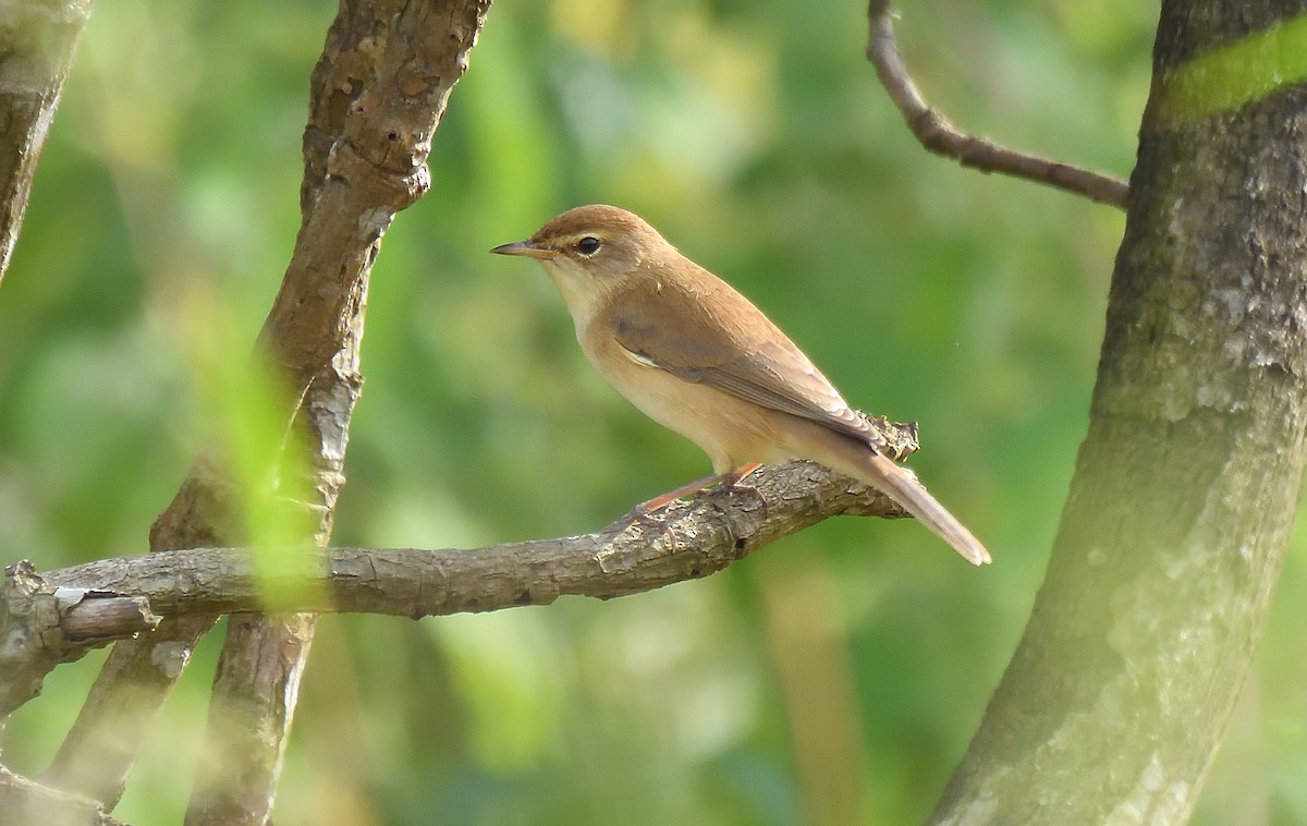 Booted Warbler - ML644267877