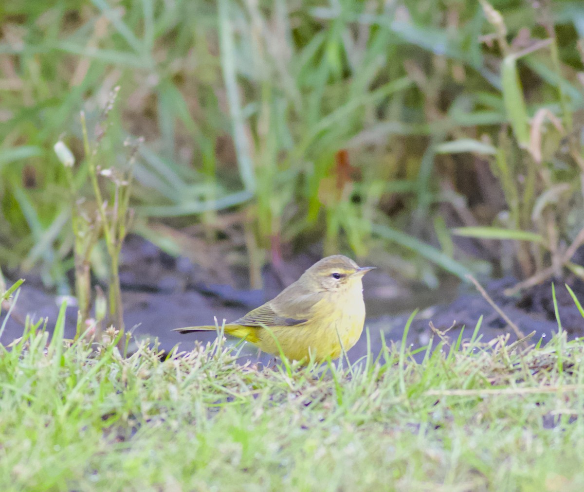 Palm Warbler - ML644267878