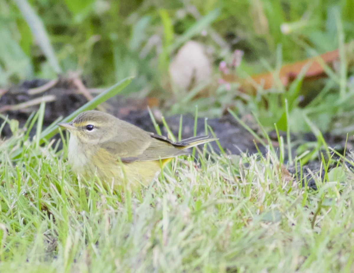 Palm Warbler - ML644267879
